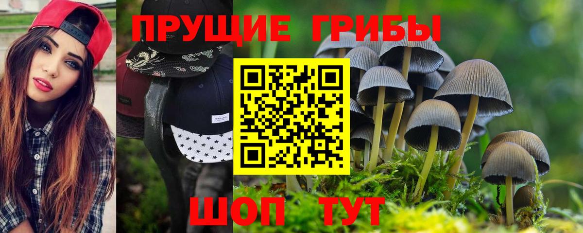 Галлюциногенные грибы Psilocybe Лабинск